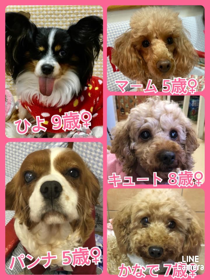 🐾今日の里親様募集中ワンコ🐶メンバーです🐾2021,1,11